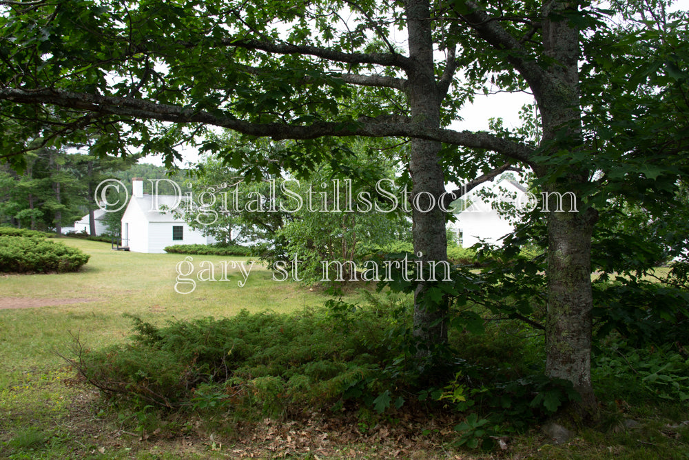 Big Leafy trees on the lawn, digital copper harbor