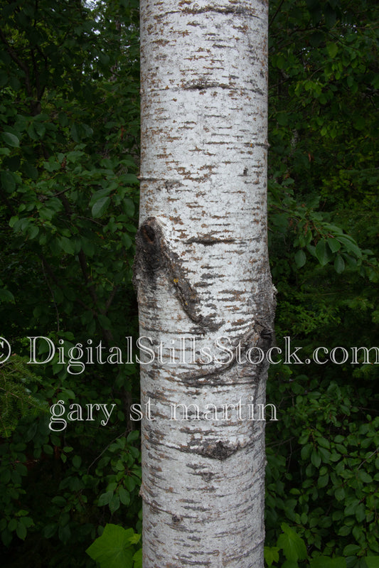 Cuts in a tree trunk, digital copper harbor