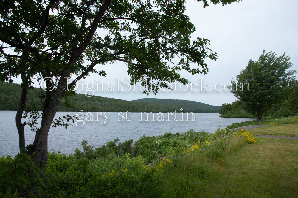 View of the water along  plant-filled shore, digital copper harbor