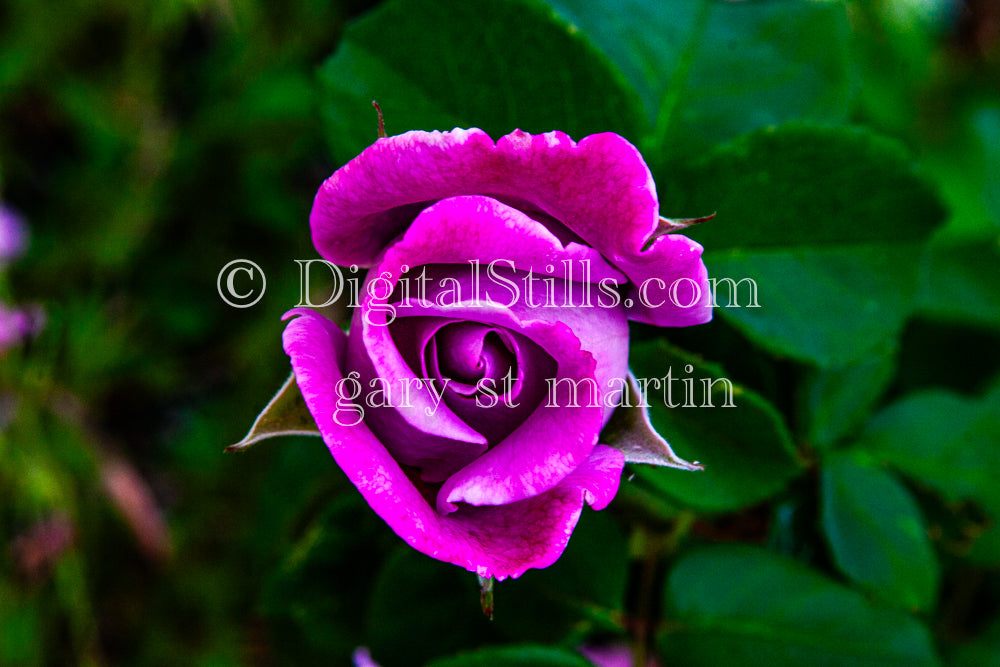 Purple Rose Digital, Scenery, Flowers