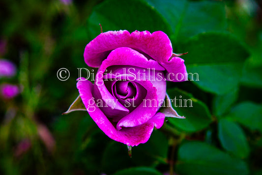 Purple Rose V2 Digital, Scenery, Flowers