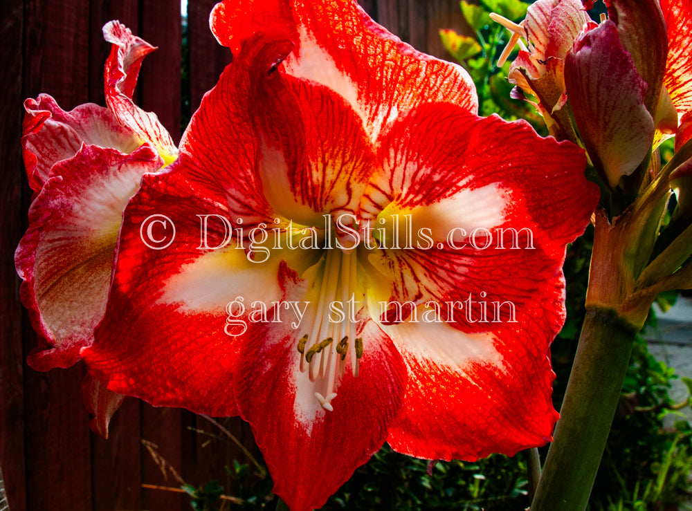 Wide View Of Amaryllis Bulb Digital, Scenery, Flowers