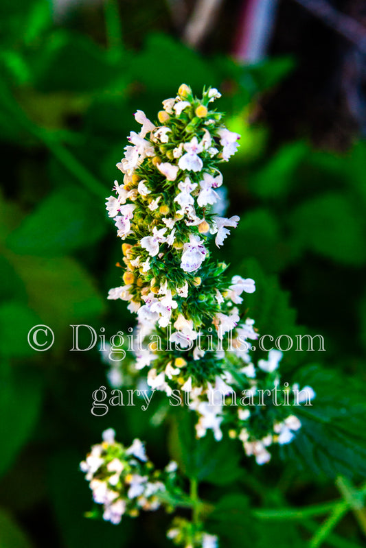  Digital, Scenery, Flowers catnip 