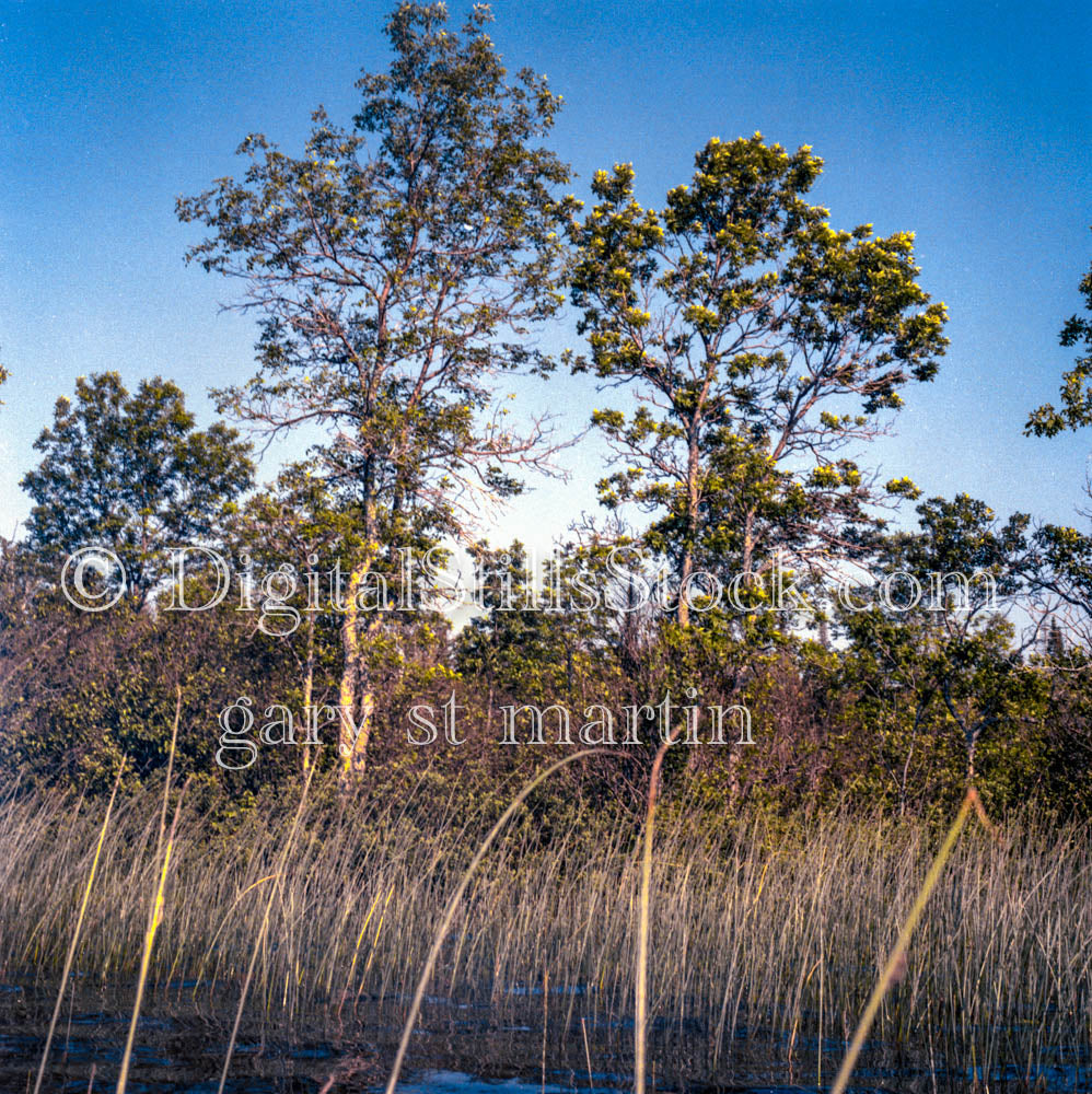 Marsh View, Analog, Color, Michigan