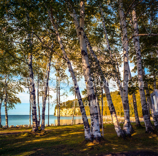 Painted Rock Cliff through Birch Trees, Analog, Color, Michigan