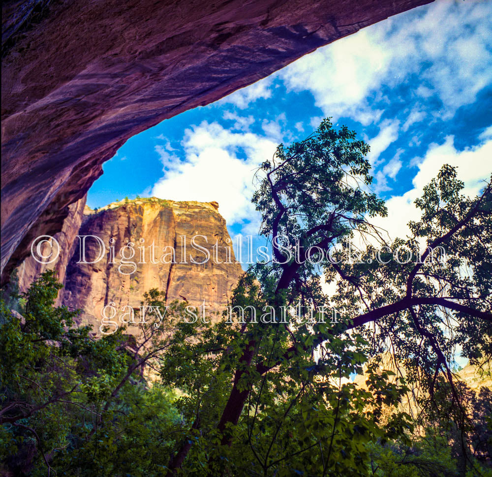 View of Trees from under a rock, analog Bryce canyon