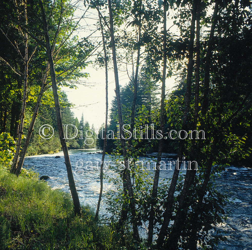 Trees by the Willamette river, analog Oregon