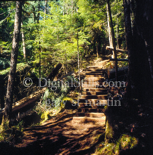 Path along the river, analog Oregon