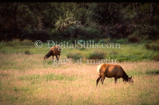 Deer in Field, Oregon, analog