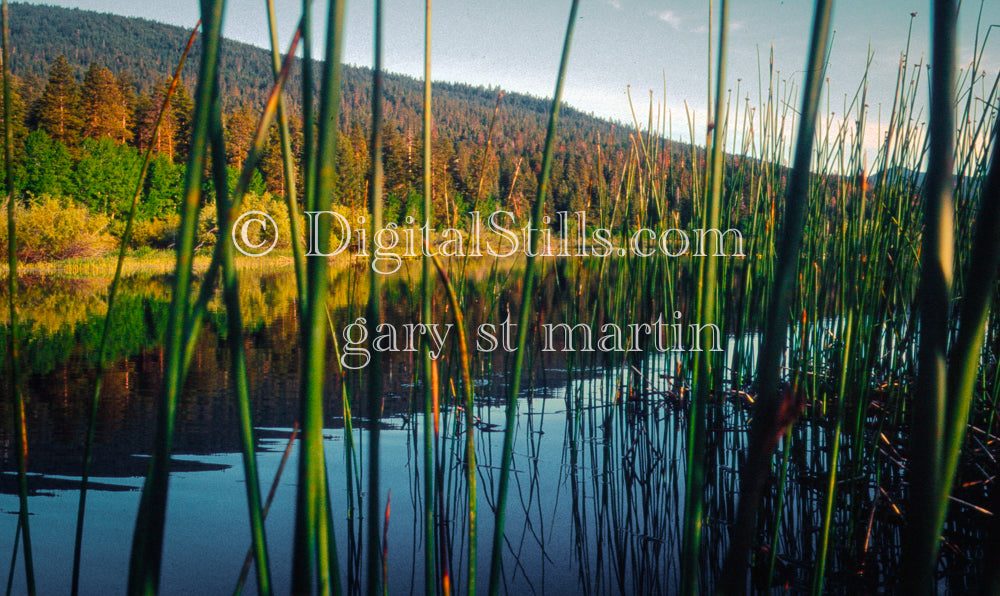 Lake Ewauna through reeds