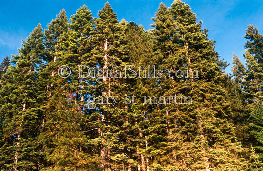 Pine Trees during Golden Hour, analog Oregon