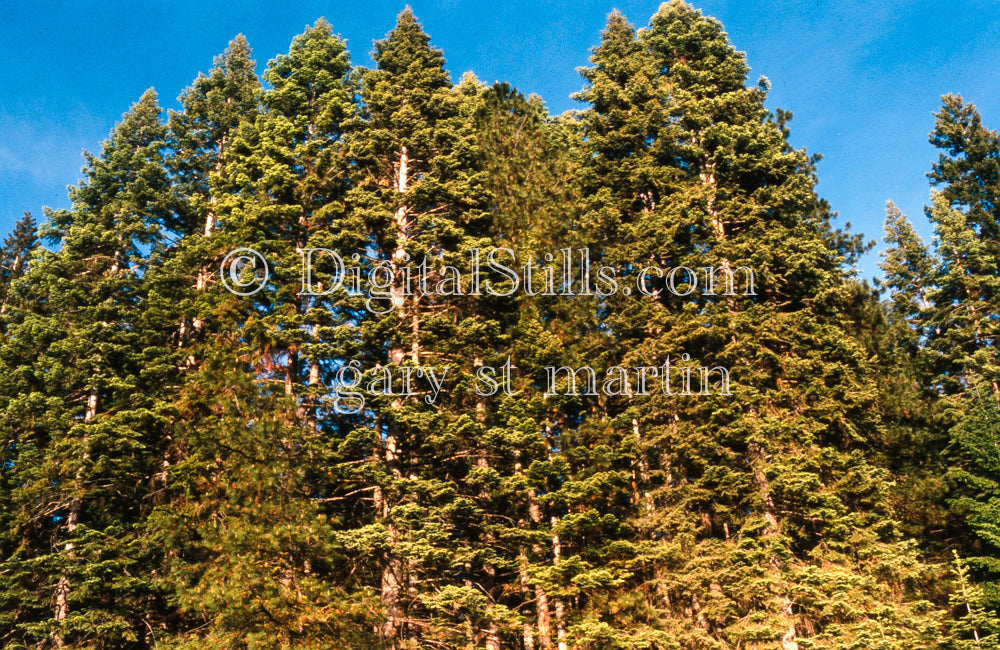 Row of Coniferous Trees, Oregon, analog