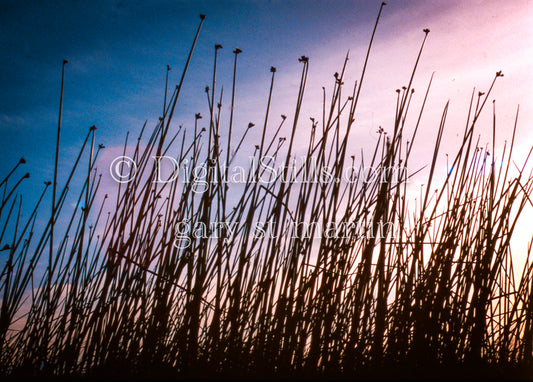 Silhouettes of plants against a cotton candy sky, analog Oregon