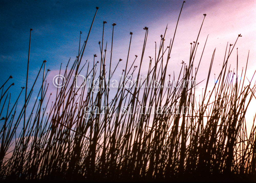 Reeds against Purple Cloud, Oregon, analog