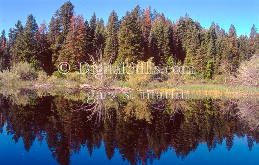 Pine trees reflecting in the water