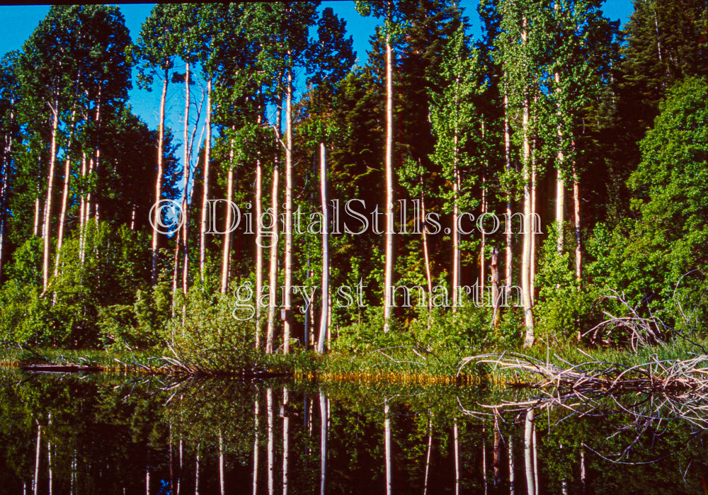 Tall skinny trees by the water at klamath Falls, analog Oregon