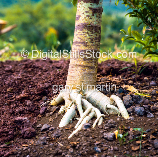 Root of a Papaya Tree, Hawaii, Analog