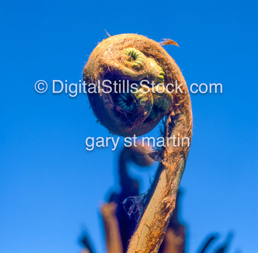 Hipoon Fern Fiddlehead, Hawaii, Analog