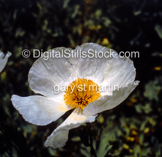 Hawaiian Poppie 2, Hawaii, Analog