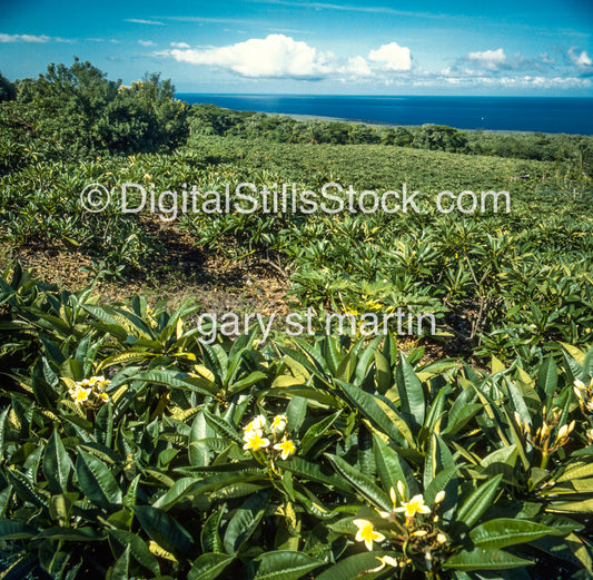 Field of Plumerias, Hawaii, Analog