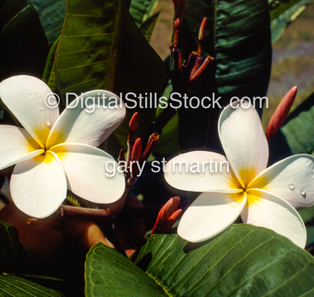 White Plumeria Blossoms, Hawaii, Analog