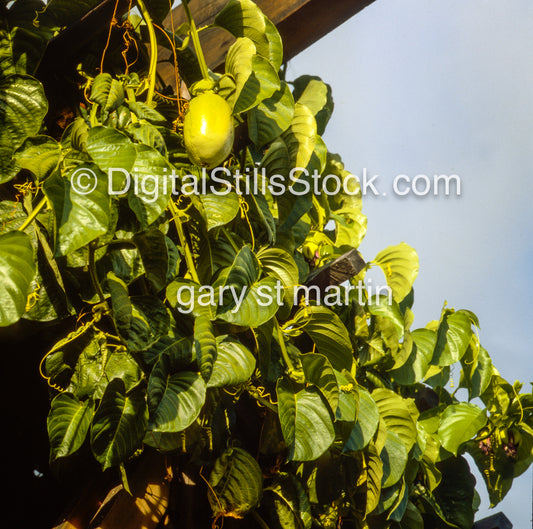 Yellow Lilikoi Fruit Plant, Hawaii, Analog