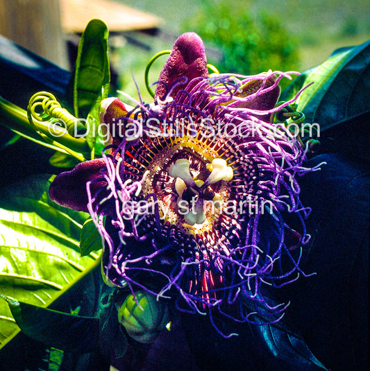 Passionfruit Flower, Hawaii, Analog