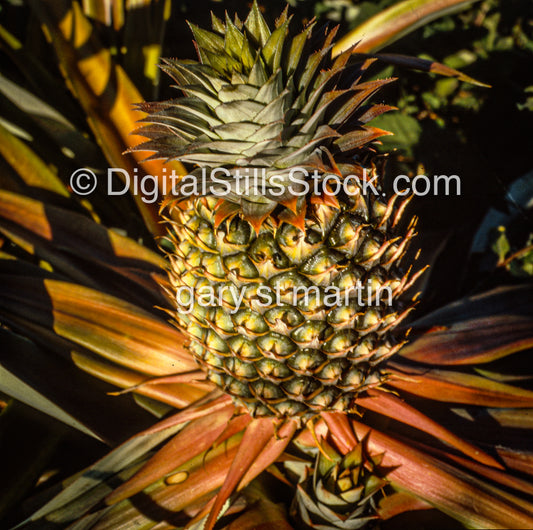 Pineapple on Plant, Hawaii, Analog