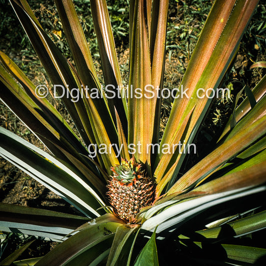 Brilliant Pineapple Perspective