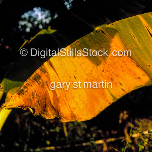 Banana Leaf, Hawaii, Analog