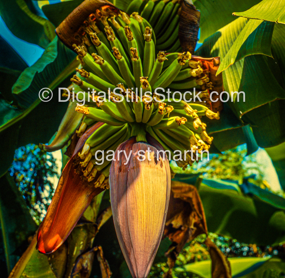 Banana Fruit, Hawaii, Analog