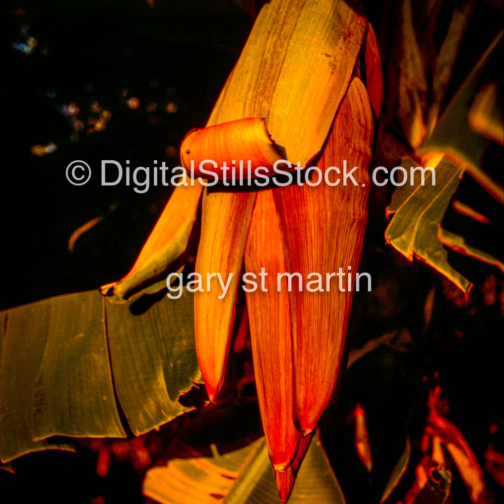 Banana Pod, Hawaii, Analog