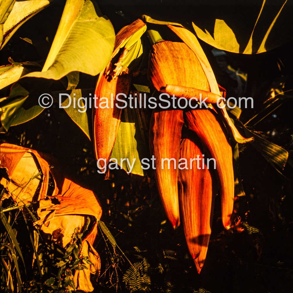 Banana Pod Revealing Fruit, Hawaii, Analog