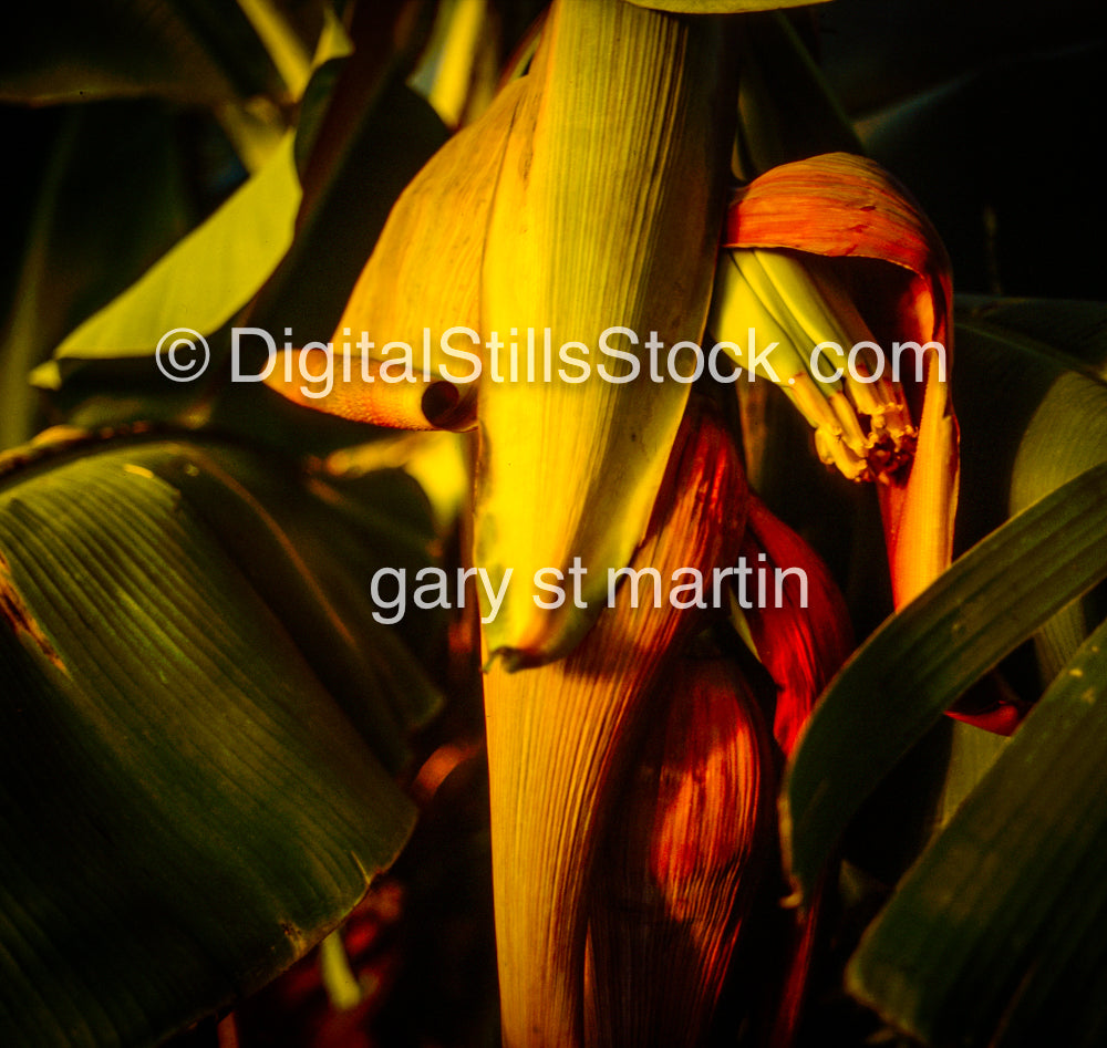 Immature Bananas in Pod, Hawaii, Analog