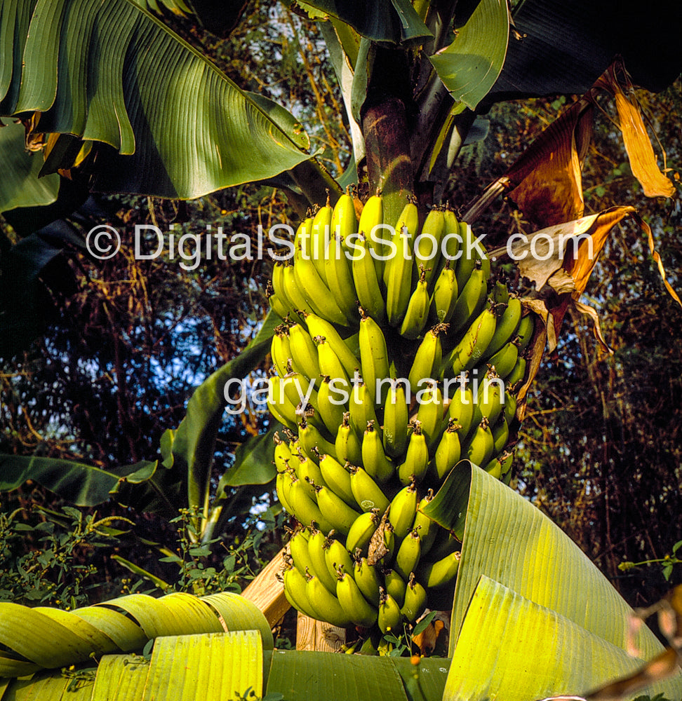 Bananas against Tree, Hawaii, Analog