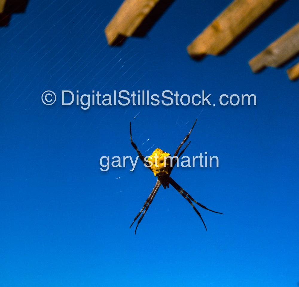 Hawaiian Garden Spider, Hawaii, Analog