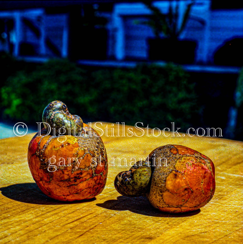 two Brazilian cashews and their fruits