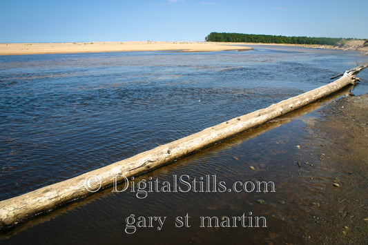 Driftwood on the Lake