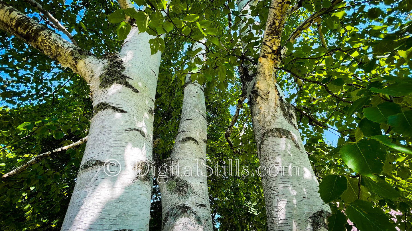 Trees Along the Trails