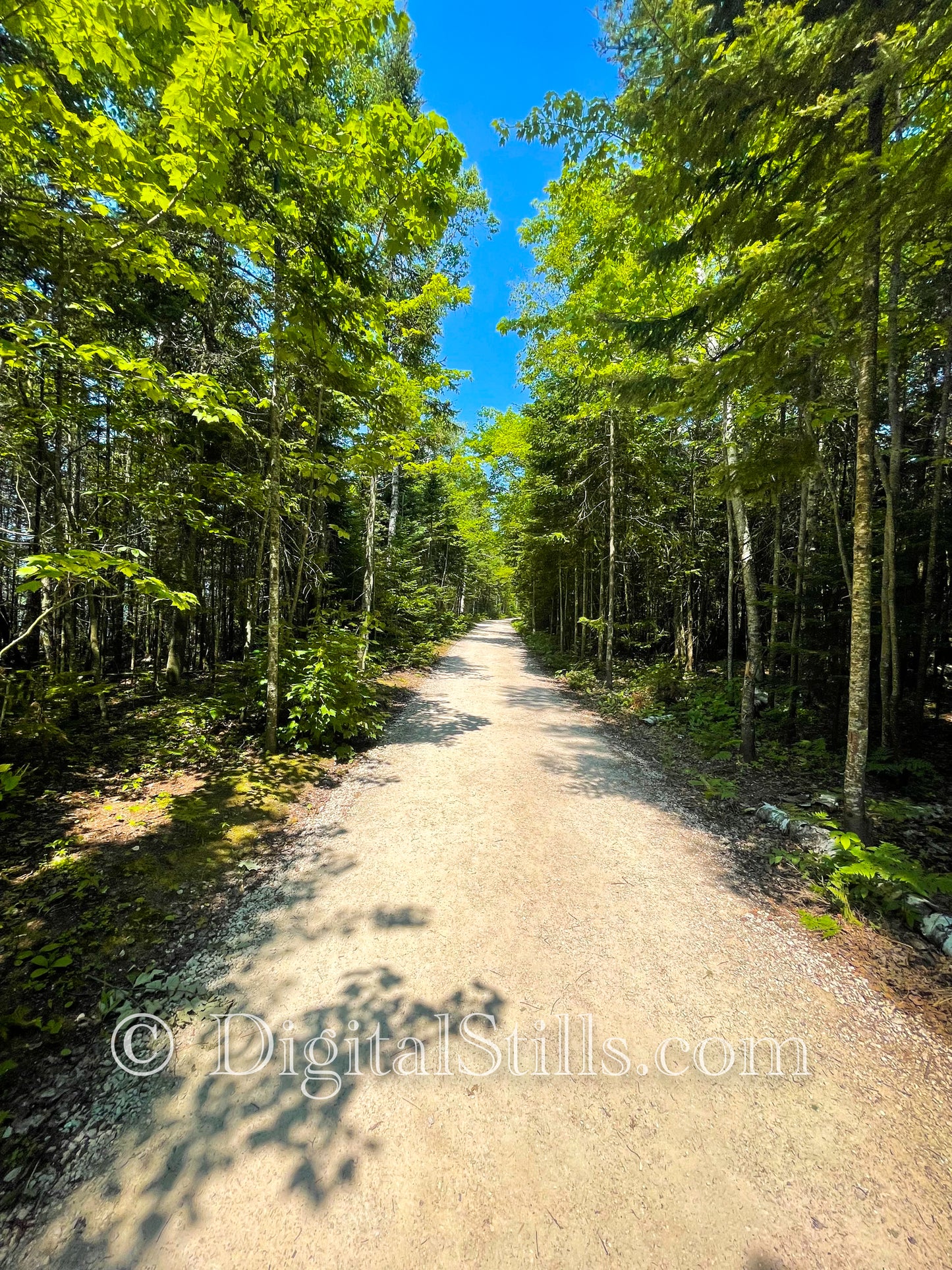 Path to the Lighthouse