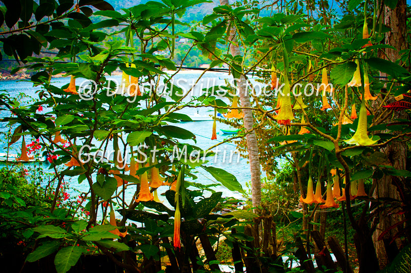 Hanging Datura, Wide View, Yelapa, Mexico, digital