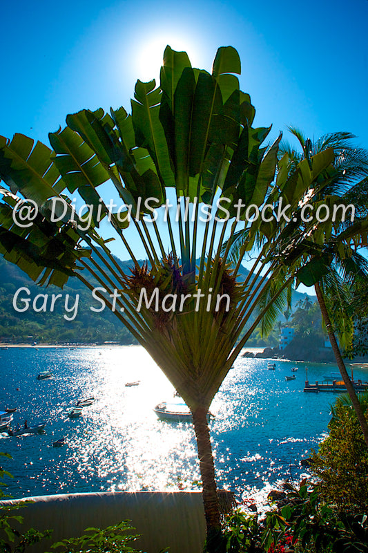 Palm Silhouette, cove in the background, Yelapa, Mexico, digital