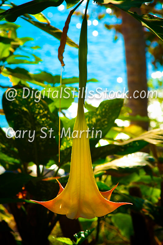 Yelapa-One Hanging Datura Flower