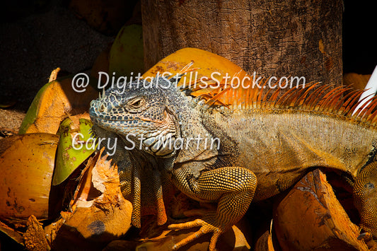 Iguana, Not Smiling, Yelapa, Mexico, digital