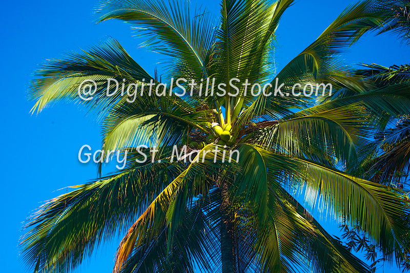 Yelapa-Vertical View Palm Tree