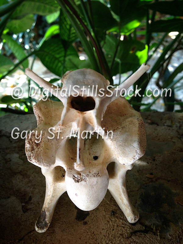 Bones Hanging Up, Yelapa, Mexico, digital