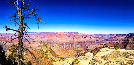Grand Canyon, Tree, Wide View, multi colors